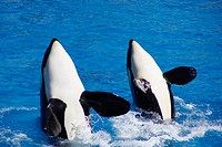 Orcas perform for the crowd