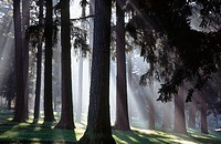 Sunshine through fog and trees. Oregon coast, USA