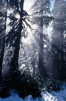 Sun rays thorugh trees, Mt. Rainier. Washington, USA