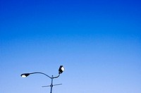 Lamp-post, Oakland, California