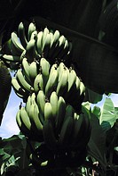 Bananas, Apatzingan, Michoacan State, Mexico