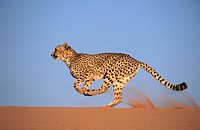 Cheetah (Acinonyx jubatus), running. Game farm, Namibia (captive)