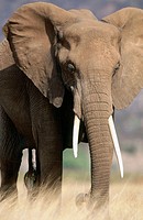 African Elephant (Loxodonta africana). Samburu National Reserve. Kenya