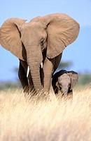 African Elephants (Loxodonta africana), mother and calf. Samburu National Reserve. Kenya