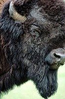 American Bison (Bison bison), male bull. Custer State Park. South Dakota. USA
