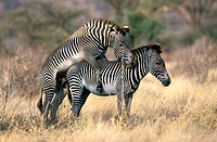 Grevy´s Zebra (Equus grevyi), mating. Samburu National Reserve. Kenya