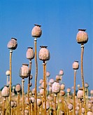 Poppy capsules