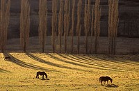 Horses grazing in Son. Pallars Sobirà. Lleida province. Catalunya. Spain.
