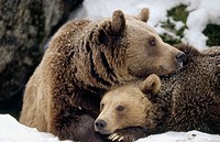 Brown near (Ursus arctos). Mother and cub. Intimity, lying in front of their den. National Park Bavarian Forest. Germany.