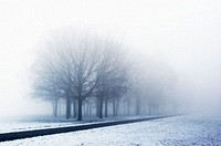 A little street and a line of trees in the Trenno park in Milan in a foggy winter morning after a snowing night