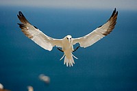 Northern Gannet (Morus bassanus) - Canada - In flight - Large white seabird  with long black tipped wings and pointed tail - Six foot wingspan - High-...
