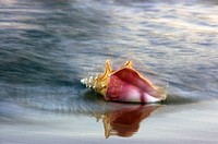 Beach conch shell