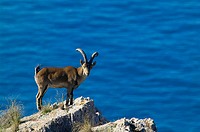 Rock Goat (Capra ibex). Parque Natural Sierras de Tejeda y Almijara. Málaga province, Andalusia, Spain