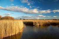 Tablas de Daimiel National Park in Ciudad Real province. Castilla-La Mancha, Spain
