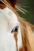 Eye of a family horse in California