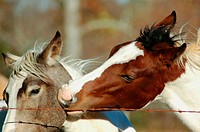 Horses in pasture, one with colt