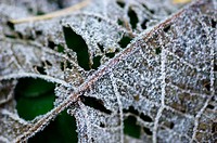 Leaf in decay (with hoarfrost)