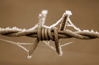 Barbed wire with hoarfrost