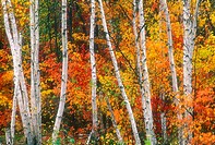 Line of birch tree trunks with autumn colour. Lively. Ontario. Canada.