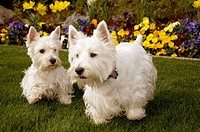 Two white Westies, a little one chasing a bigger one through the grass with a background of pansies.