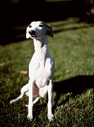 Whippet sitting in the sun on the grass
