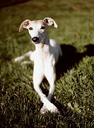 Whippet on grass with front paws crossed