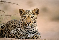 Leopard, Panthera pardus, Kgalagadi Transfrontier Park, Kalahari, South Africa