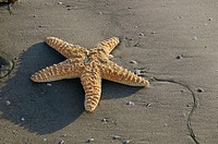 Sea star laying on the beach.