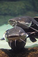 Fresh water fishes, this south American fish knows as ´Surubi´ live and eat from the muddy bottom of rivers.