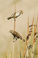 House Sparrow (Passer domesticus). Río Ojailén, Puertollano, Ciudad Real, Spain