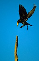 Great Cormorant (Phalacrocorax carbo) flying. Málaga, Andalusia, Spain
