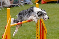 Dog jumping over an obstacle bar during agility competition