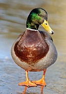 Male mallard duck standing on a frozen pond