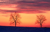 Trees at sunset in winter