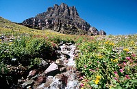 Logan Pass wildflowers. Glacier National Park. Montana Northern. USA.