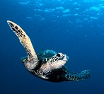 Green sea turtle cruises in the water off of Kona, HI