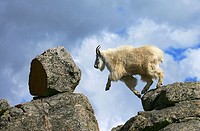 A Rocky Mountain goat (Oreamnos americanus) leaps from one rock to another near summit of Mt. Evans near Idaho Springs, Colorado, USA