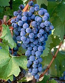 Cabernet Sauvignon grapes. Prosser, Yakima Valley appellation. Eastern Washington, USA