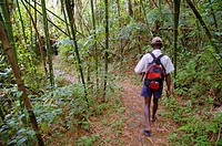 Primo moves rapidly through the strange bamboo forest below Camp I, Marojejy National Park, Madagascar.