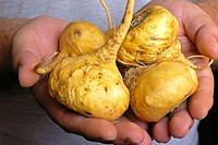 Maca (Lepidium peruvianum). Andean roots with aphrodisiacal and invigorative characteristics.