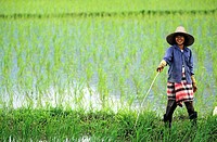 Rice farmer at rice paddy. North of Chiang Rai, on the road between Chaing Rai and Mae Sai. Northern Thailand