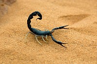 Scorpion, (Scorpionida).