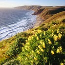 Wildflowers. Point Reyes National Seashore. California. USA.