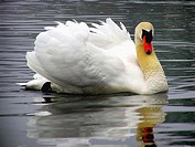 A mute swan (cygnus olor) . Pennsylvania (USA)