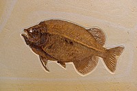 Fossil Fish (Phareodus encaustus) - Green River formation - Fossil Lake - Thompsen Ranch - Lincoln County - Wyoming