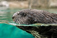 Otter (lutra canadensis)