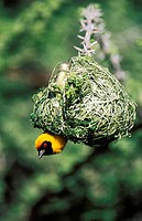 Masked Weaver (Ploceus velatus); the male has finished with building the nest and now tries to attract a female. Only breeding males develop the black...
