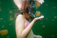 Snorkeller closely observes the stingless jellyfish, Mastigias sp., Jellyfish lake, Palau, Micronesia