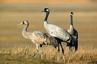 Cranes. Laguna de Gallocanta area, Zaragoza province. Aragón, Spain