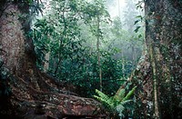 Cloud forest, Henri Pittier National Park, Venezuela